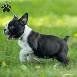 Kody, Boston Terrier Puppy